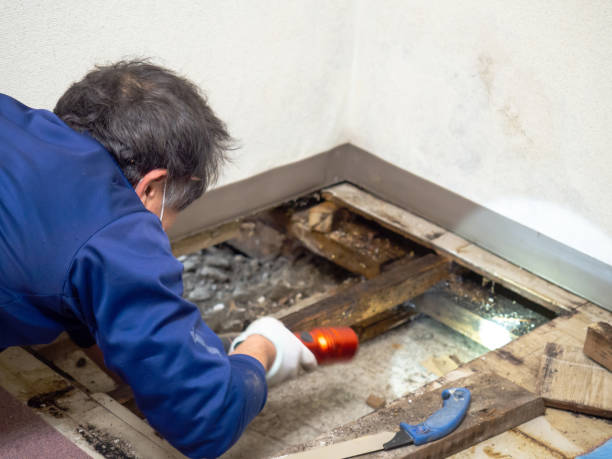 Best Localized Mold Remediation (e.g., coastal areas, humid climates) in Linden, MI