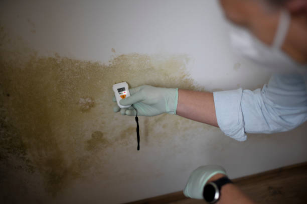 Best Residential Mold Remediation in Linden, MI