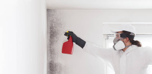 Best DIY Mold Remediation Support Services in Linden, MI