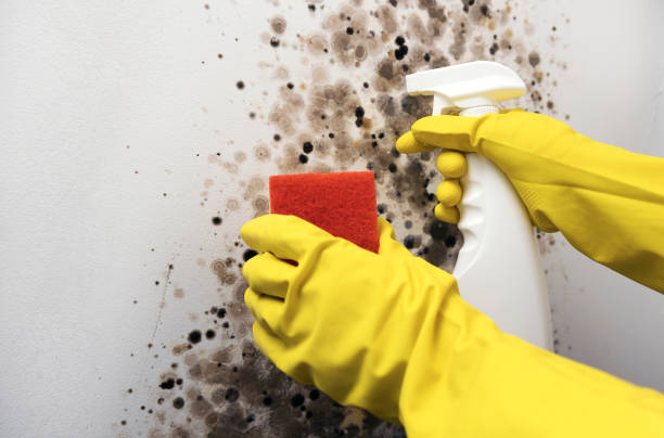 Best White Mold Remediation in Linden, MI