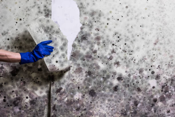  Linden, MI Mold Removal Pros
