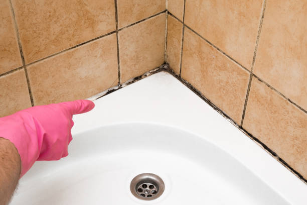 Best Mold Testing and Inspection Services in Linden, MI